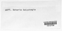 Stagonospora calystegiae image
